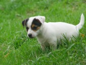 Jack Russell Teriér