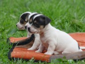 Jack Russell Teriér