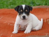 Jack Russell Teriér