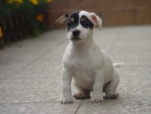 Jack Russell Teriér