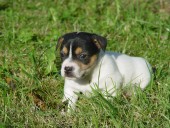 Jack Russell Teriér