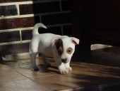 Jack Russell Teriér