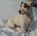 Jack Russell Teriér