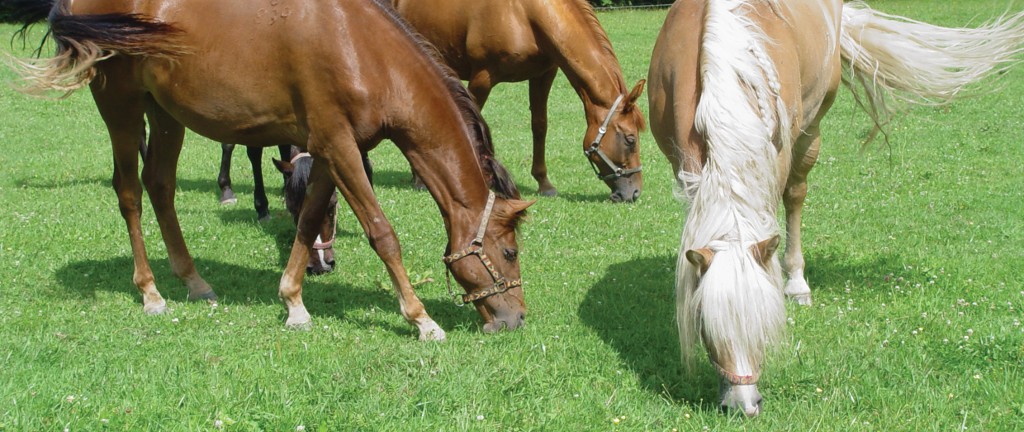 Carpentalis Moravian Ranch