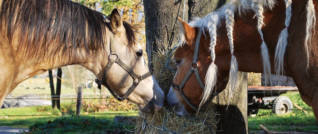 Carpentalis Moravian Ranch