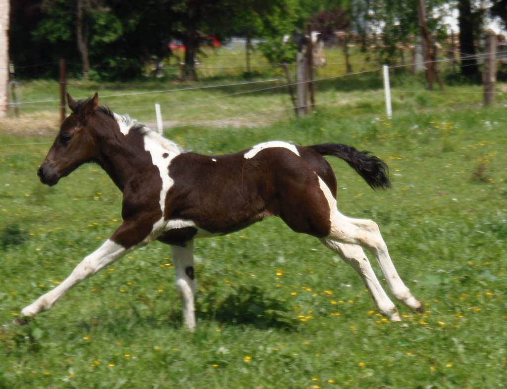 Carpentalis Moravian Ranch