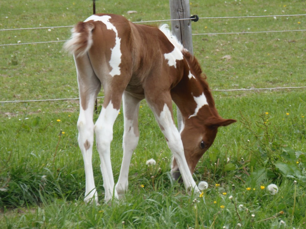 Carpentalis Moravian Ranch